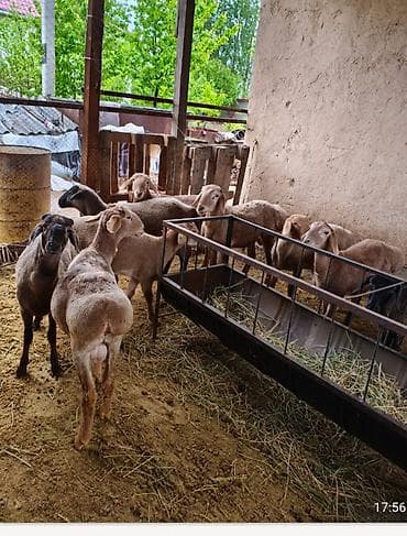 самый лучший сильный умный собака: Продаю | Овца (самка) | Для разведения — 3