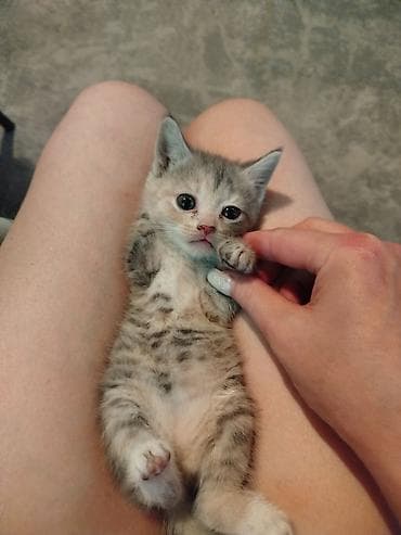 сиамские кошки цена: Очаровательные котята-домоседы. - Возраст: примерно 1–2 месяца — 4