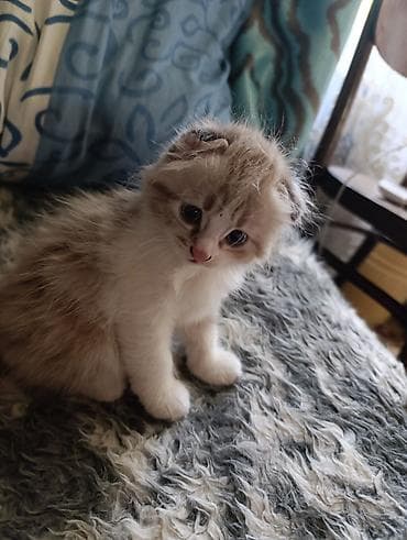 d cat: Скотиш Фолд (Шотландская вислоухая), 1 месяц, Девочка, Лиловый, Метис, Приучена к лотку — 2