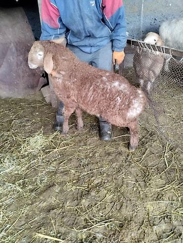 Аквариумдар: Сатам | Козу | Союуга | Асыл тукумдуу — 2