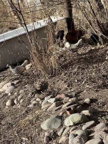 породистые кошки в добрые руки: Продаю | Куры | Для разведения — 5