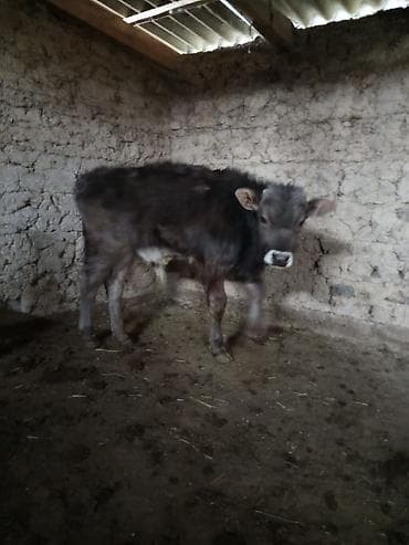 ангус купить: Продаю | Музоо, торпок — 1