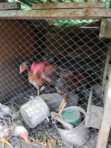 бойцовский петух: Продаю | Петух | Бойцовая | Для разведения — 2