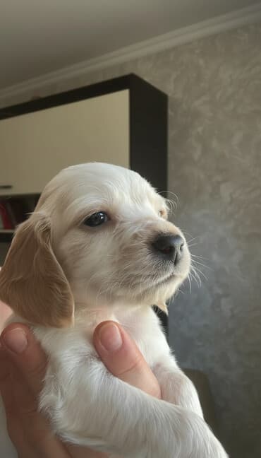 боп ит купить в бишкеке: Кокер-спаниель, 1 месяц, Самец — 2