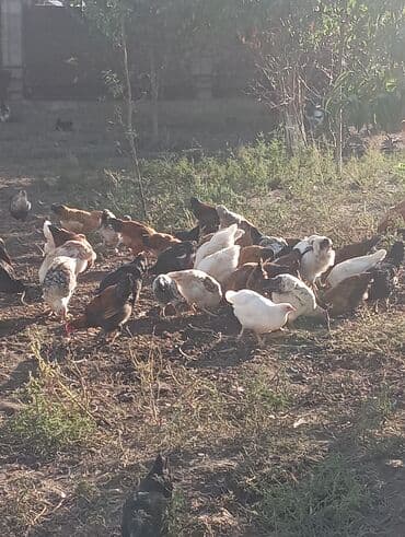 собака доберман сколько стоит: Продаю | Куры | Домашняя | Для разведения — 5