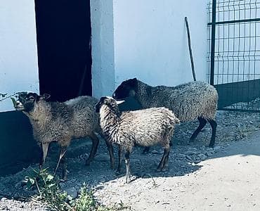 С/х животные и товары: Продаю | Овца (самка), Ягненок | Арашан, Романовская | Для разведения | Племенные, Матка, Ярка — 2