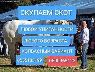 фермалар: Частное лицо, Колбасный цех : Коровы, быки, Лошади, кони, | Круглосуточно, Любое состояние, Забитый — 1