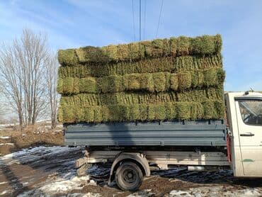 Ветеринар кызматы: Продаю Чистый Клевер Элита 2-3--кос Сухой Сеновал. Плотный Зелёный — 5