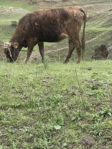 кекилик бишкек: Сатам | Уй (ургаачы) | Байланган — 2