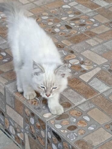 британская вислоухая кошка: Сиамская, 4 месяца, Мальчик, Серебристая шиншилла, Приучена к лотку — 2