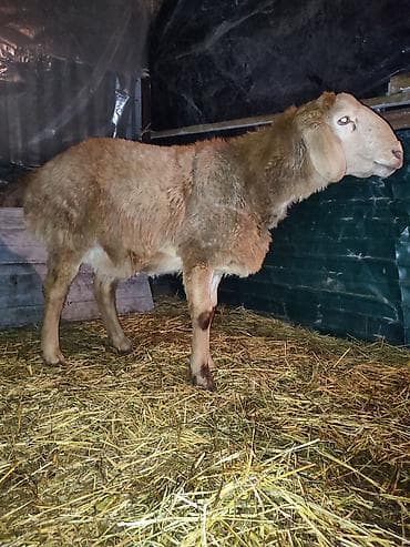 уй животных: Продаю | Овца (самка) | Для разведения | Ярка — 1