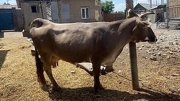 красно датская: Продаю | Корова (самка) | Полукровка | Для молока | После отела — 2