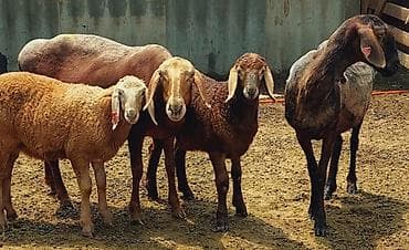 уй музо: Продаю | Овца (самка), Ягненок, Баран (самец) | Арашан | Для разведения | Племенные, Осеменитель, Матка — 1