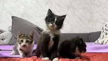 животные купить: Котята, отдам даром в хорошие руки Описание: - Возраст на фото — 5