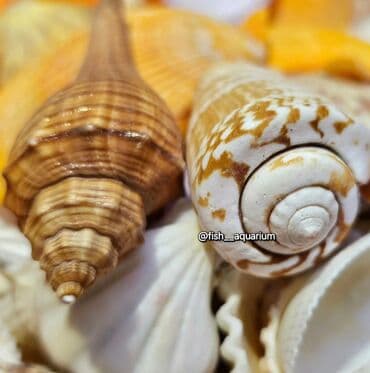 продам аквариумных рыбок: Разные ракушки! Бишкек
от 50 и выше — 5