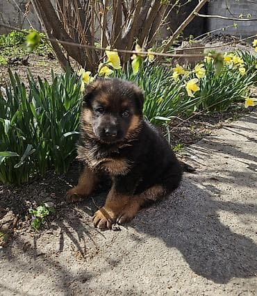 лабрадор собаки: Немецкая овчарка, 1 месяц, Самка — 1