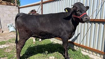 матки пчел: Продаю | Тёлка | На откорм | Отела не было — 5