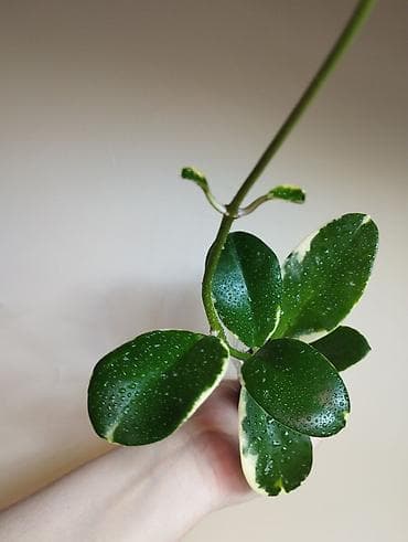 хойи: В продаже : Папоротник Тигр, Сингониум Орм Нак, Хойя New Moon — 10