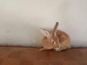 Животные: Продаю | Кролик самец | Для разведения — 3