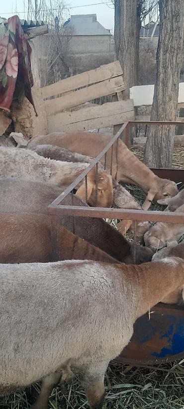 Другие животные: Продаю | Баран (самец) | Эдильбаевская | Для разведения — 5