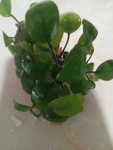 Комнатные растения: Аквариумное растение Анубиас (вероятно, Anubias barteri var. nana) — 1