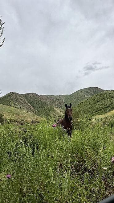 ич кийим: Кымызолечение в Чон-Кемине (Божетпес) 🌿 Чистый горный воздух и — 5