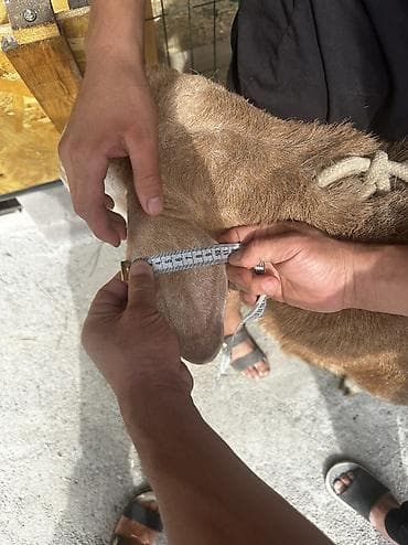 Ветеринар кызматы: Сатам | Ургаачы кой (ургаачы) | Көбөйтүү үчүн — 10