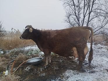 стел: Продаю | Корова (самка) | Швицкая | Стельные — 5