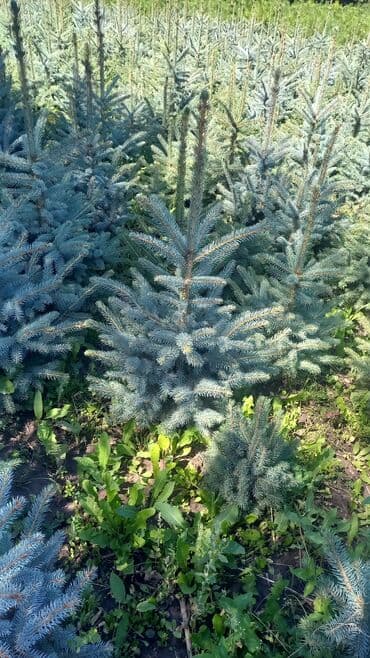 коса садовая: Голубая ель в продаже от 3500 — 2