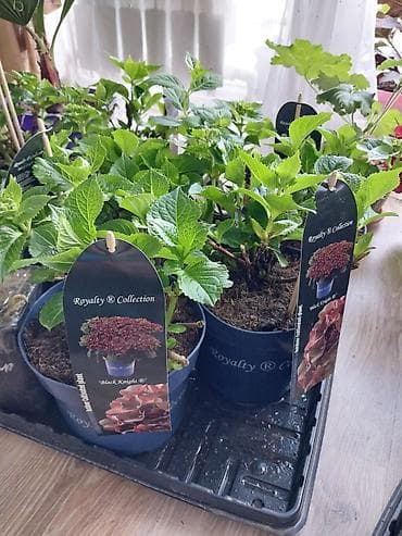 кона: Саженцы — 3