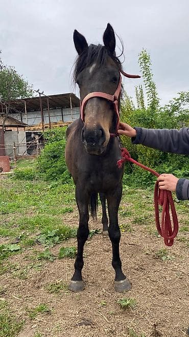 коой: Продаю | Кобыла (самка) | Английская | Рабочий — 4