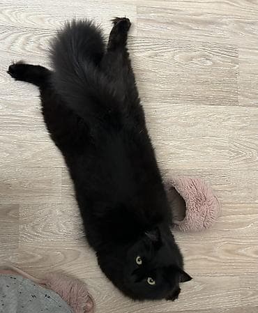 cat sofa: Кошка даром: Мейн-кун, 3 года, Мальчик, Кастрирована, Метис, Приучена к лотку — 1