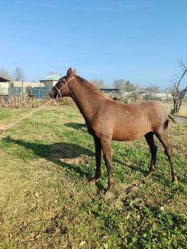 корм для домашних животных: Продаю | Жеребенок | Рабочий — 2