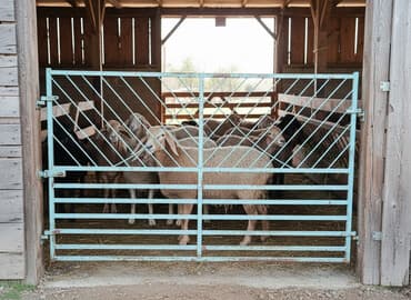 продаю связи с переездом: Продаю | Баран (самец) — 1