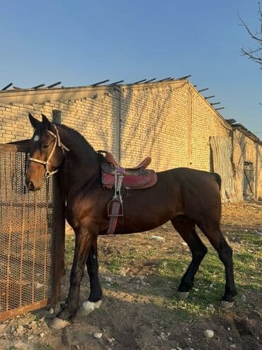 продам бу оборудование для птицефабрики: Продаю | Конь (самец) | Конный спорт — 2