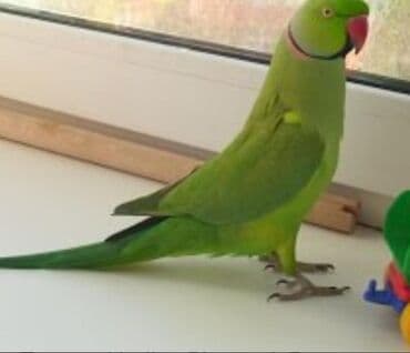 домик для волнистых попугаев: Александрийские попугаи хорошо приручаются к рукам а так же к — 15