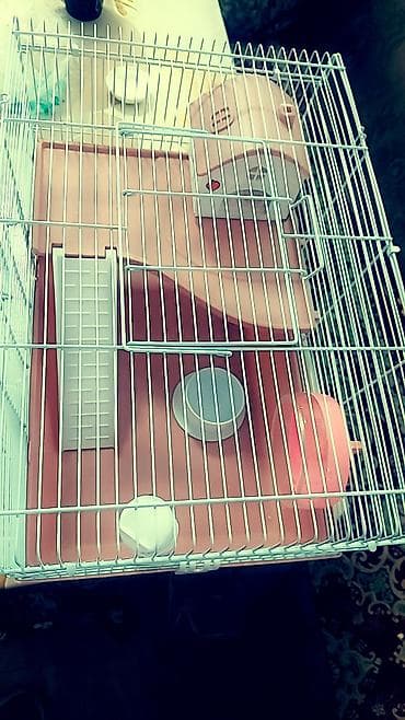 кара суу уй сатылат: Большая двухэтажная клетка + 1 хомячок всего за 1500 сом. любая на — 7
