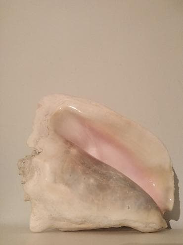 Декор жана интерьер: Крупная раковина королевской улитки (конх, Conch) — 6