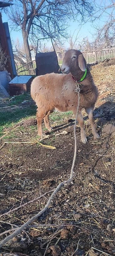 уй сатып алам бишкек: Сатам | Ургаачы кой (ургаачы) | Арашан | Көбөйтүү үчүн | Ургаачы — 4