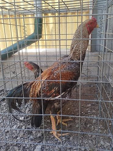 тайган собака цена бишкек: Сатам | Короздор — 2