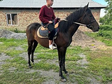 Животные: Продаю | Жеребенок, Жеребец | Рабочий — 4