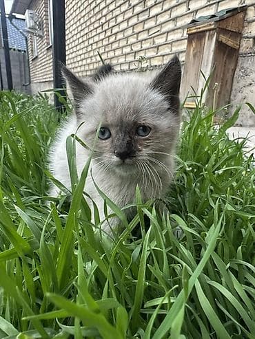 ориентал кошка: Котёнок с сиамским окрасом (поинтовый): светло-кремовая шерсть с более — 4