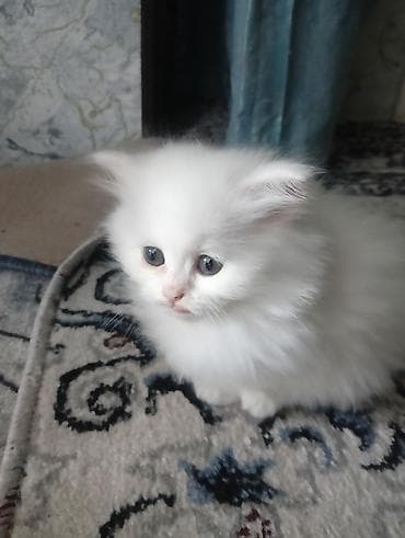 Продажа кошек: Ангорская, 2 месяца, Мальчик, Белый — 3