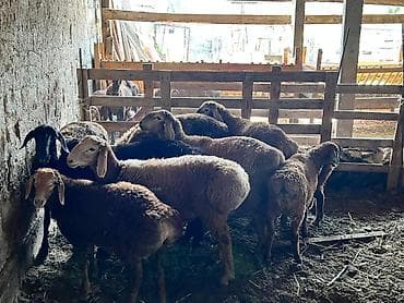 корова молочной: Продаю | Овца (самка) | Для разведения | Ярка — 1