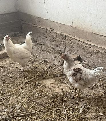 турецкий кангал цена: Продаю | Петух | Для разведения — 2