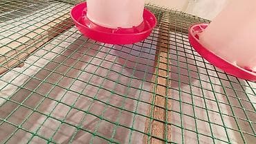 курица купить: Брудер/клетка для выращивания цыплят и другой птицы Внимание!!! Прошу — 8