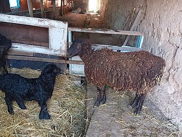 Баран, овца: Продаю | Овца (самка) | Для разведения | Матка — 3