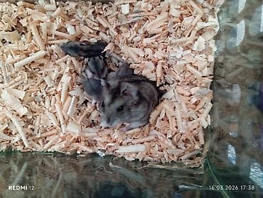 хомяков: 13 штук хомячки за 2000 сом, с ящиком - Окрас: серо-агути с — 1