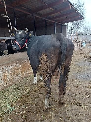 годовалые телки: Продаю | Корова (самка) | Голштин | Для разведения, Для молока | Племенные, После отела, Искусственник — 5