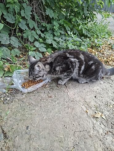 Животные: СРОЧНО котёнку нужен любящий хозяин и тёплый дом. Серый полосатый — 2